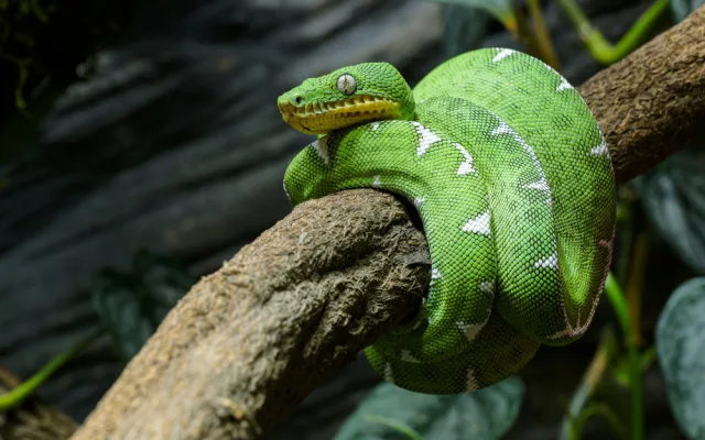 VIDEO: Tělo hada, hlava psa. Pražská zoo získala vzácné plazy