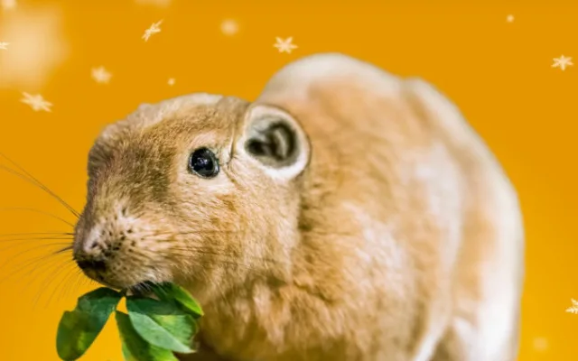 Zoo Praha nabízí zvířecí sirotky k adopci