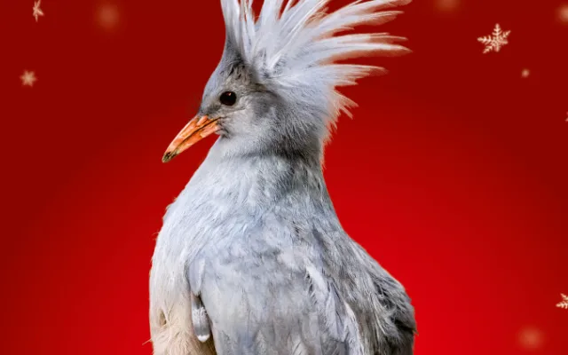 Zoo Praha nabízí zvířecí sirotky k adopci