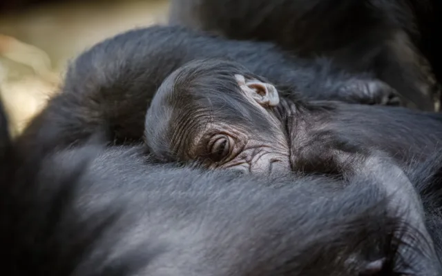 V pražské zoo se narodilo gorilí mládě, první po sedmi letech