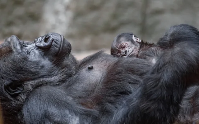 V pražské zoo se narodilo gorilí mládě, první po sedmi letech