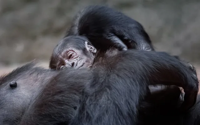 V pražské zoo se narodilo gorilí mládě, první po sedmi letech