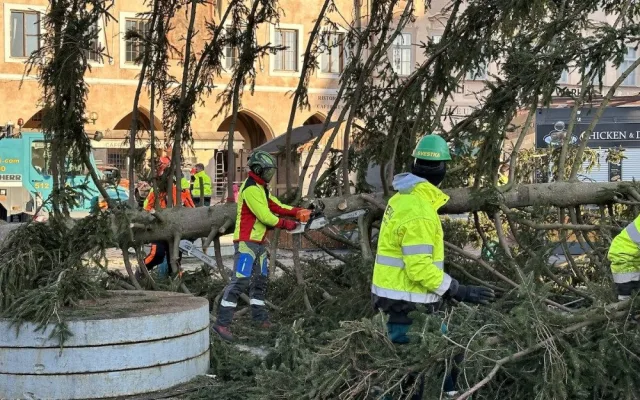 VIDEO: Vánoční strom na Staroměstské náměstí šel k zemi, kmen rozřežou na fošny