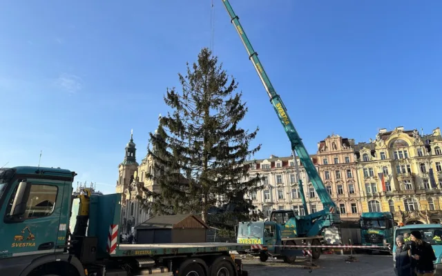VIDEO: Vánoční strom na Staroměstské náměstí šel k zemi, kmen rozřežou na fošny