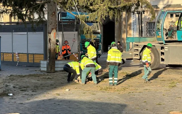 VIDEO: Vánoční strom na Staroměstské náměstí šel k zemi, kmen rozřežou na fošny