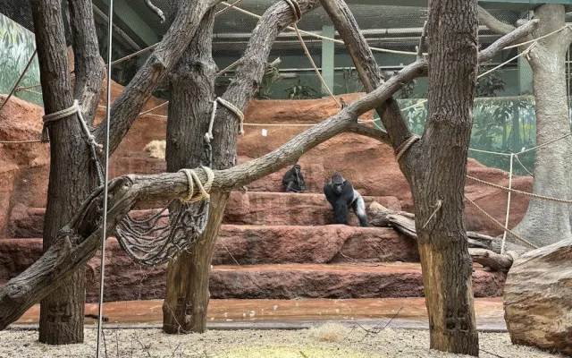 Nový gorilí přírůstek v pražské zoo je samička. Jméno vyberou v hlasování