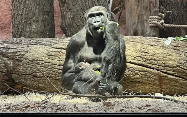 Nový gorilí přírůstek v pražské zoo je samička. Jméno vyberou v hlasování