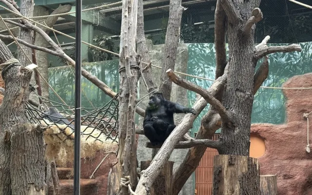 Nový gorilí přírůstek v pražské zoo je samička. Jméno vyberou v hlasování