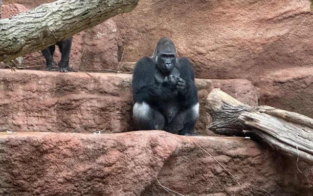 Nový gorilí přírůstek v pražské zoo je samička. Jméno vyberou v hlasování