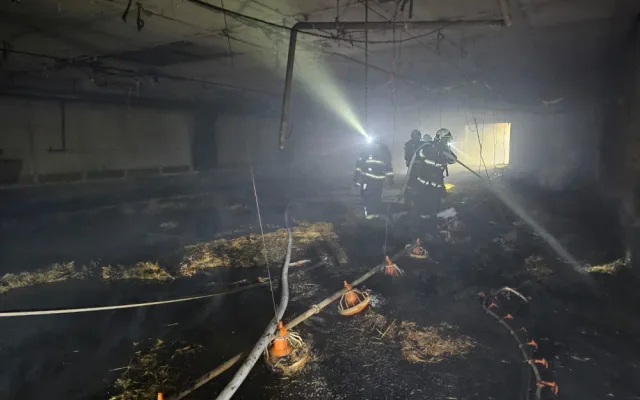 VIDEO: Při požáru haly plné kachňat zahynulo přes osm tisíc zvířat