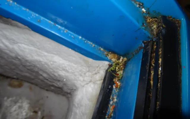 Mrtvý hmyz a všudypřítomná špína. Inspektoři po kontrole zavřeli asijskou restauraci