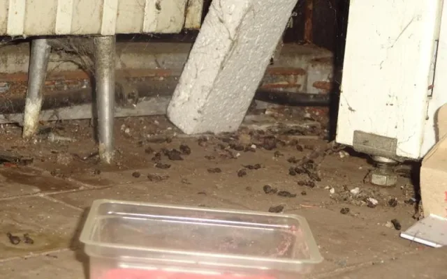 Myší bobky, pavučiny a prach. Večerku na Žižkově inspektoři zavřeli