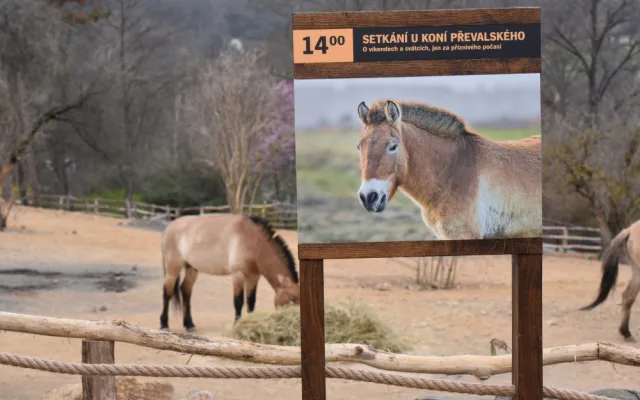 VIDE: Zoo Praha otevírá brány do Gobi, v nové expozici najdou návštěvníci koně Převalského a další obyvatele asijských stepí