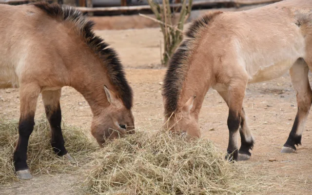 FOTOGALERIE: Podívejte se, jak vypadá nová expozice Pražské zoo inspirovaná pouští Gobi