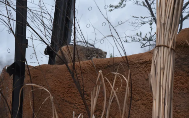 FOTOGALERIE: Podívejte se, jak vypadá nová expozice Pražské zoo inspirovaná pouští Gobi
