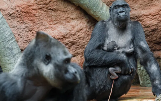 Pražská zoo slaví, narodilo se už druhé gorilí mládě v tomto roce