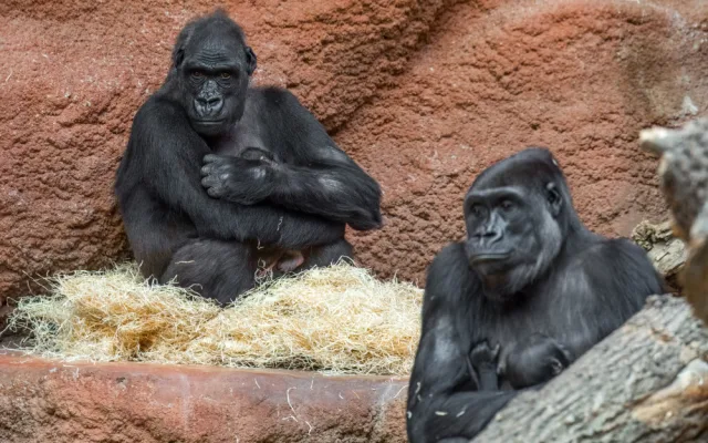 Pražská zoo slaví, narodilo se už druhé gorilí mládě v tomto roce
