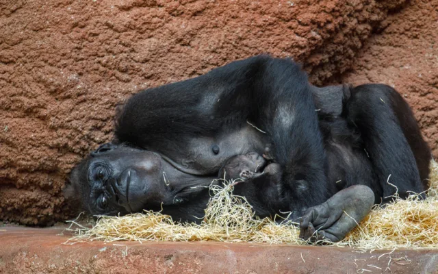 Pražská zoo slaví, narodilo se už druhé gorilí mládě v tomto roce