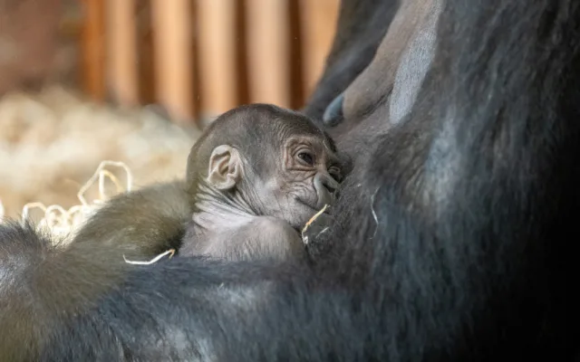 Pražská zoo slaví, narodilo se už druhé gorilí mládě v tomto roce