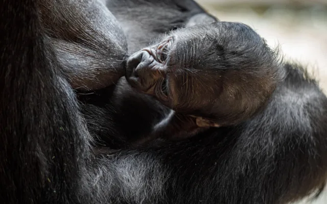Pražská zoo slaví, narodilo se už druhé gorilí mládě v tomto roce