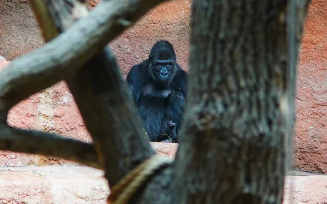 FOTOGALERIE: Legendární Jane Goodallová pokřtila gorilí samičku v pražské zoo. Vybrala pro ni jméno Gaia