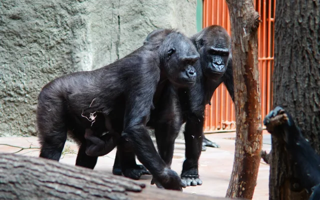 FOTOGALERIE: Legendární Jane Goodallová pokřtila gorilí samičku v pražské zoo. Vybrala pro ni jméno Gaia