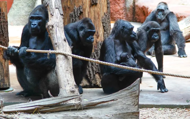 FOTOGALERIE: Legendární Jane Goodallová pokřtila gorilí samičku v pražské zoo. Vybrala pro ni jméno Gaia