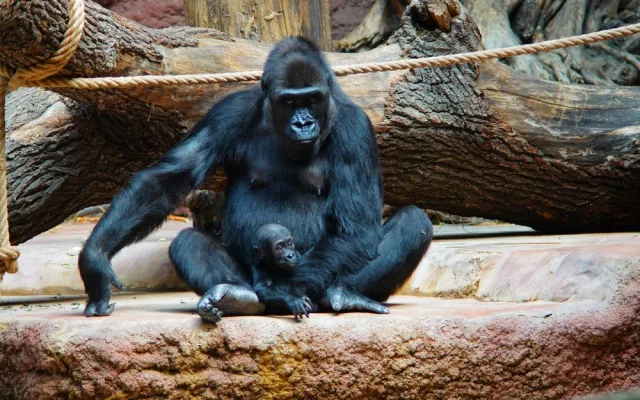 FOTOGALERIE: Legendární Jane Goodallová pokřtila gorilí samičku v pražské zoo. Vybrala pro ni jméno Gaia