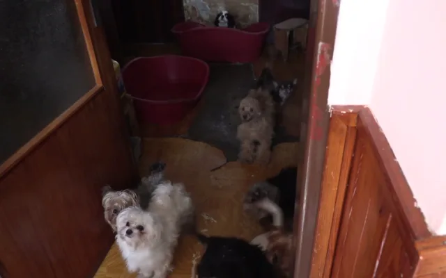 VIDEO: Důchodkyně si vydělávaly množením psů, v jednom domě jich týraly skoro sto
