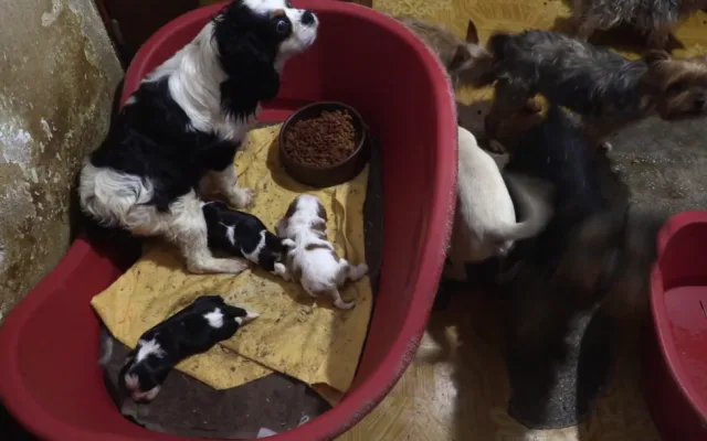 VIDEO: Důchodkyně si vydělávaly množením psů, v jednom domě jich týraly skoro sto
