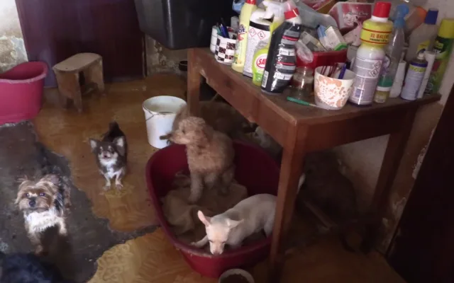 VIDEO: Důchodkyně si vydělávaly množením psů, v jednom domě jich týraly skoro sto