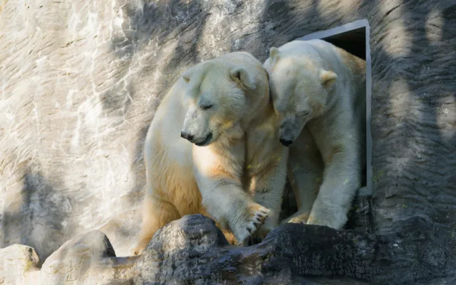 Do Zoo Praha dorazila medvědí dvojčata Gregor a Aleut