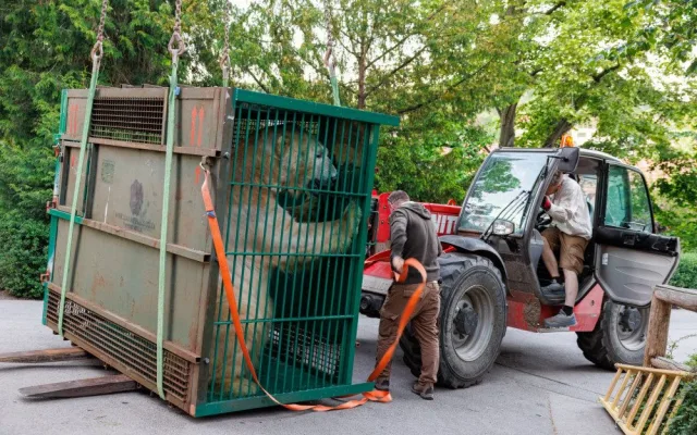 Do Zoo Praha dorazila medvědí dvojčata Gregor a Aleut