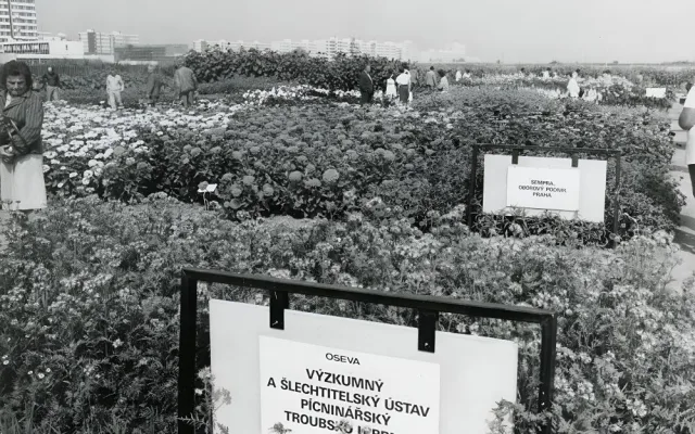 Pokusná políčka v roc 1985