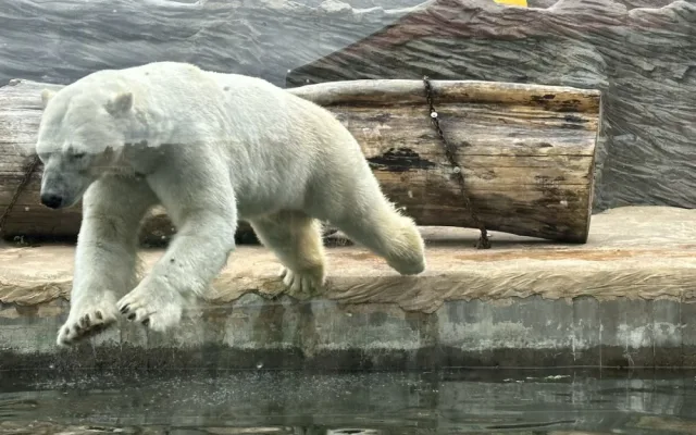 FOTOGALERIE: Svačina v bazénu, pak blbnutí s míčem. Podívejte se, jak si lední medvědi užívají nový domov v pražské zoo