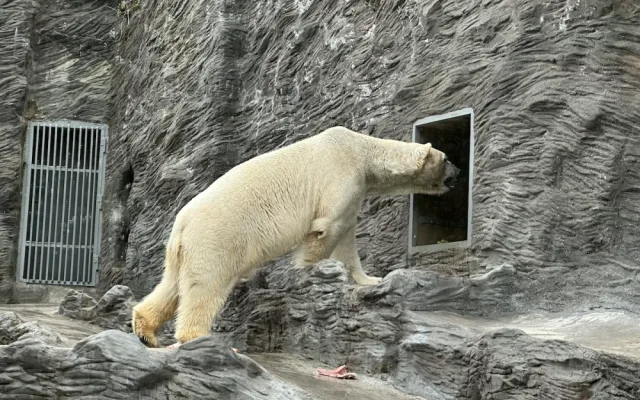 FOTOGALERIE: Svačina v bazénu, pak blbnutí s míčem. Podívejte se, jak si lední medvědi užívají nový domov v pražské zoo