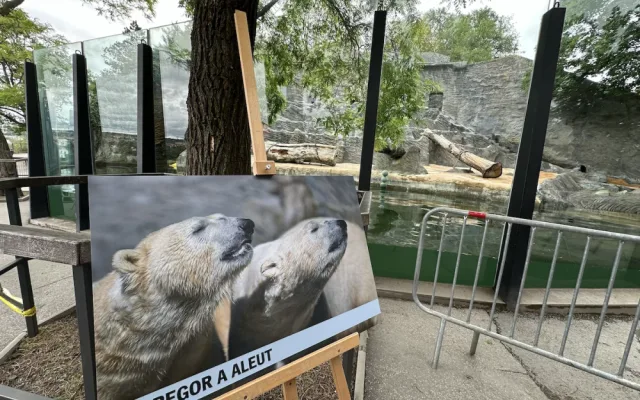 FOTOGALERIE: Svačina v bazénu, pak blbnutí s míčem. Podívejte se, jak si lední medvědi užívají nový domov v pražské zoo
