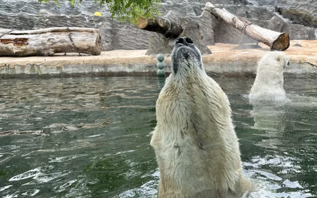 FOTOGALERIE: Svačina v bazénu, pak blbnutí s míčem. Podívejte se, jak si lední medvědi užívají nový domov v pražské zoo