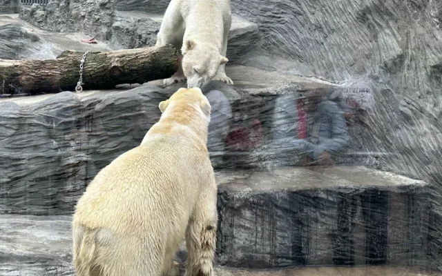 FOTOGALERIE: Svačina v bazénu, pak blbnutí s míčem. Podívejte se, jak si lední medvědi užívají nový domov v pražské zoo