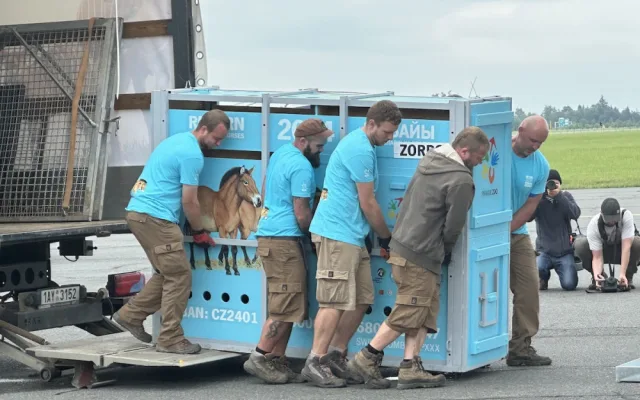 VIDEO: Do Kazachstánu odletěli první koně Převalského. Místo osmi ale odcestovali jen tři