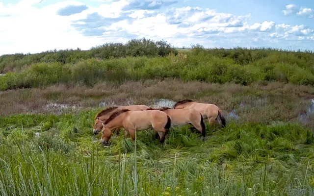 Koně Převalského si v Kazachstánu zvykají dobře. Další pražská zoo převeze za rok