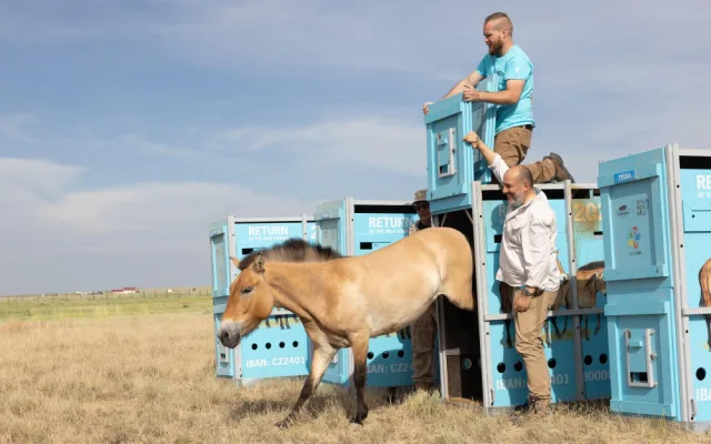 Koně Převalského si v Kazachstánu zvykají dobře. Další pražská zoo převeze za rok
