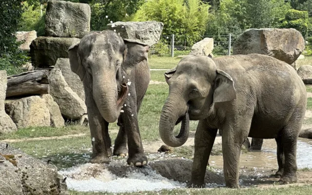FOTO, VIDEO: Když je lední medvěd šťastný. Pražská zoo zchladila zvířata deseti tunami ledu