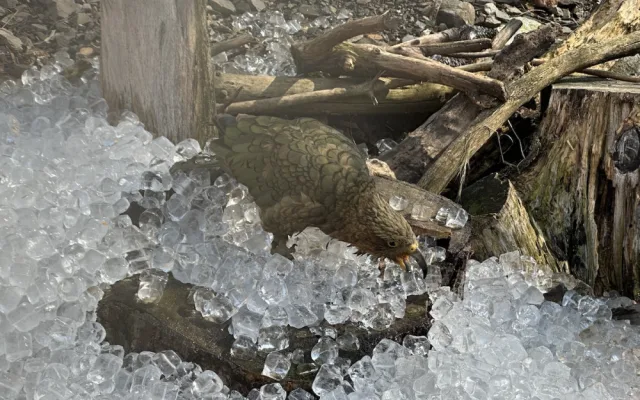 FOTO, VIDEO: Když je lední medvěd šťastný. Pražská zoo zchladila zvířata deseti tunami ledu