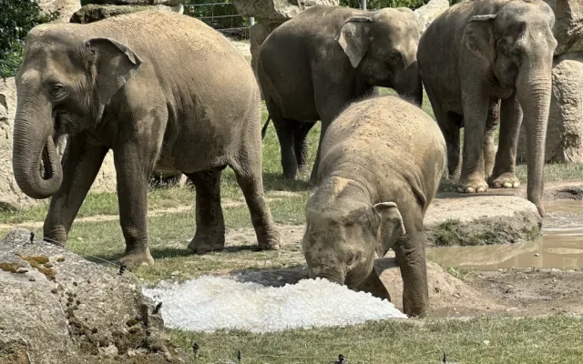 FOTO, VIDEO: Když je lední medvěd šťastný. Pražská zoo zchladila zvířata deseti tunami ledu