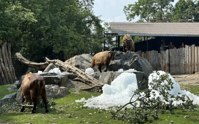 FOTO, VIDEO: Když je lední medvěd šťastný. Pražská zoo zchladila zvířata deseti tunami ledu