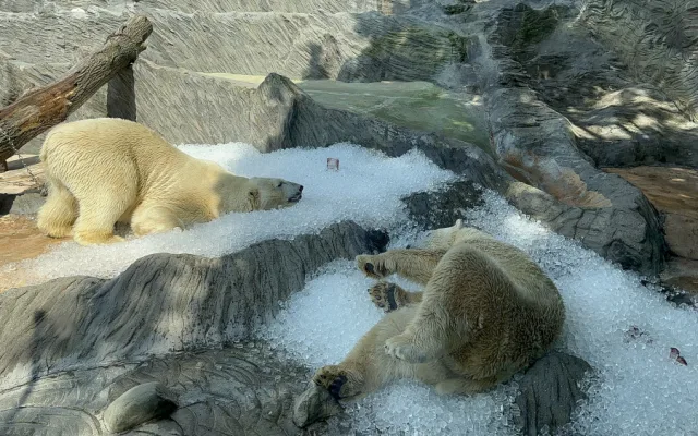 FOTO, VIDEO: Když je lední medvěd šťastný. Pražská zoo zchladila zvířata deseti tunami ledu