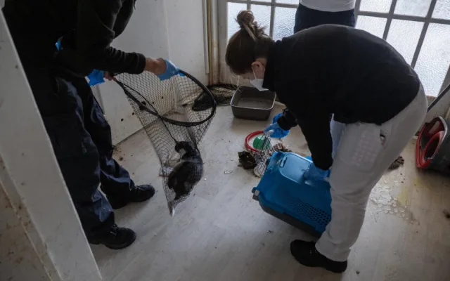 Zápach, výkaly, odpadky. Ve zdevastovaném bytě živořily čtyři desítky koček