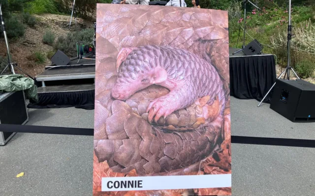 Malá luskounka dostala jméno Connie