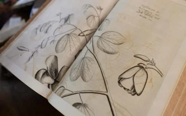 Historické herbáře a atlasy představí výstava ilustrací v Klementinu